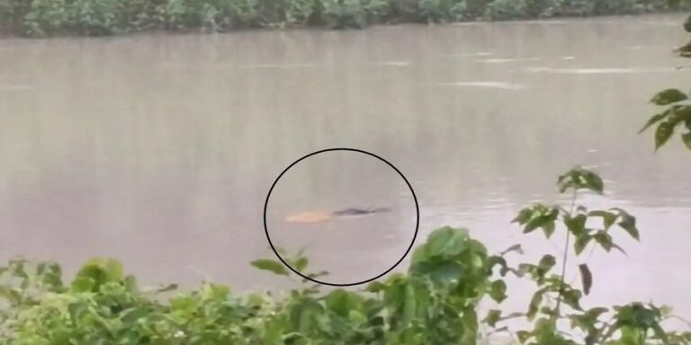 झाड़ियों में छिपा था मगरमच्छ, महिला को मुंह में दबोचकर नहर में लेकर भागा, सामने आया खौफनाक वीडियो