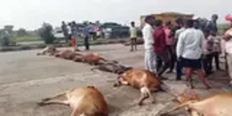 गौवंशों के खून से फिर लाल हुआ नेशनल हाइवे, गौसेवकों ने लाश को सड़क पर रखकर किया चक्काजाम…