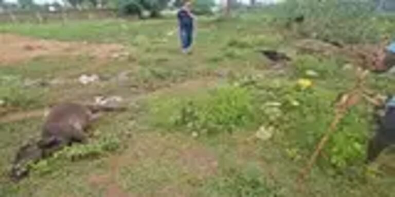 सकरी में फैक्ट्री के नजदीक 16 पशुओं की मौत से मचा हड़कंप, मौके पहुंचे आलाधिकारी और जमीन मालिक…. जहरीला पदार्थ या कुछ और..!