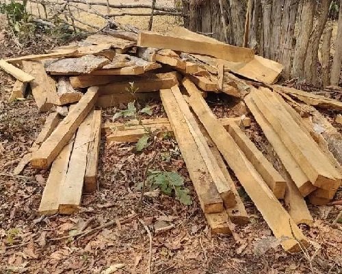 सागौन चिरान के 75 नग लकड़ी, वन विभाग ने की कार्रवाई